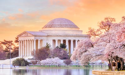 capitol building with cherry blossoms