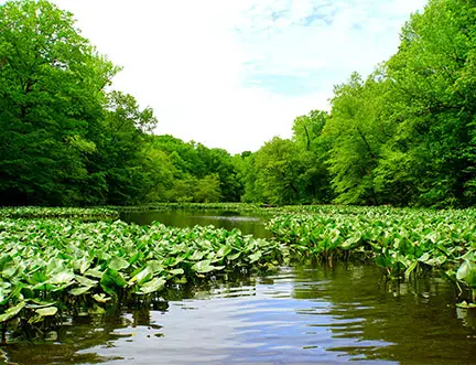 Forest and body of water in Newark, DE